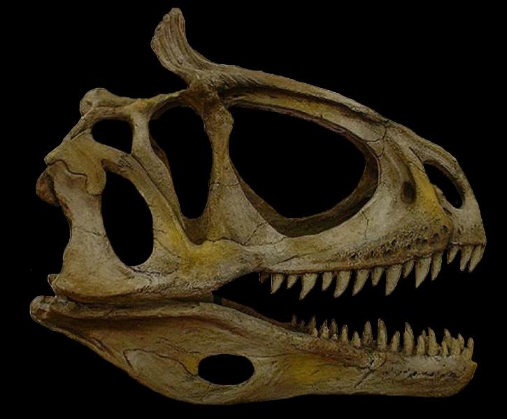 cryolophosaurus fossil